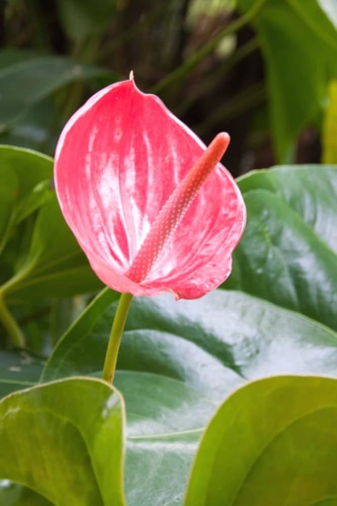 Heirloom Non-GMO Anthurium Andraeanum Flower Seeds for Planting â€“ Pink Tropical Blooms for planting in home garden