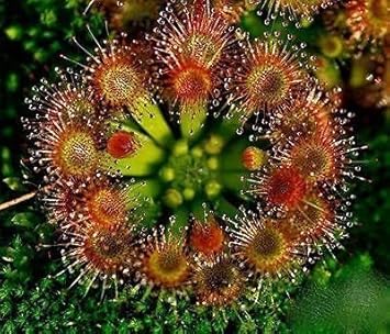 Green Hardy Sundew Plant Seeds for Planting - NON GMO Seeds