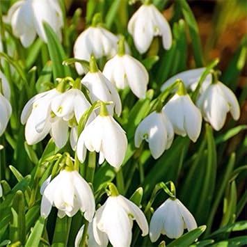 White Snowdrop Flower Seeds – Heirloom, Non-GMO Flower Seeds for Planting