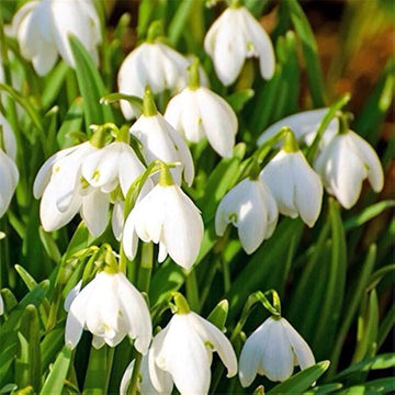 White Galanthus Nivalis Flower Seeds for Planting - NON GMO Seeds