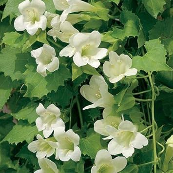 Maurandya White Lophospermum Flower Seeds for Planting-Heirloom & Non-GMO Seeds for planting for planting in home garden