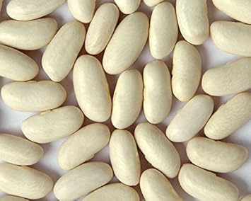 White Cannellini Bean Phaseolus vulgaris seeds for garden planting