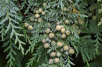 Pendula Chamaecyparis Nootkatensis Seeds for Planting-NON GMO Seeds