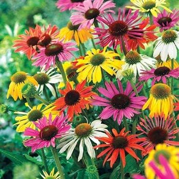 Mixed Echinacea Coneflower Seeds for Planting - Heirloom & Non-GMO Garden Seeds for planting in your garden.