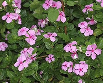 Organic Pink Catharanthus Flower Seeds for Planting – Heirloom, Non-GMO