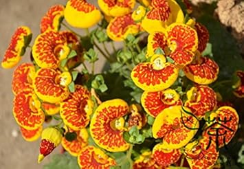 Yellow Calceolaria Crenatiflora Plant Seeds for Planting - NON GMO Seeds