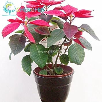 Heirloom Non-GMO Mixed Poinsettia Flower Seeds for Planting ƒ?? Colorful Festive Blooming Seeds