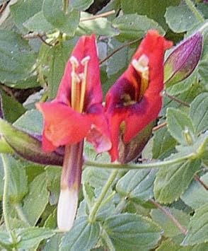Organic Red Monkey Flower Seeds for Planting – Heirloom, Non-GMO