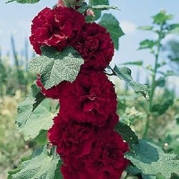 Organic Maroon Hollyhock Flower Seeds for Planting – Heirloom, Non-GMO seeds for planting in home garden