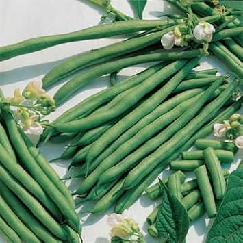 Green Beans Seeds for Planting - 100 Pcs pcs