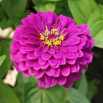 Deep Pink Zinnia Elegans Flower Seeds for Planting – Vibrant, Non-GMO Heirloom Seeds