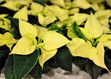 Heirloom Non-GMO Light Yellow Poinsettia Flower Seeds for Planting – Unique Festive Blooming Seeds