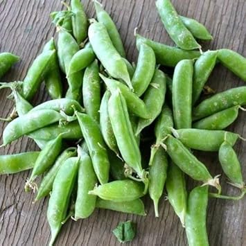 Green Pisum Vegetable Seeds for Planting heirloom & Non-GMO Seeds