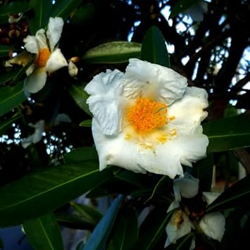 Egg Flower Seeds for Garden Planting ƒ?? Heirloom, Non-GMO Bright Bloom Variety for planting in your garden.