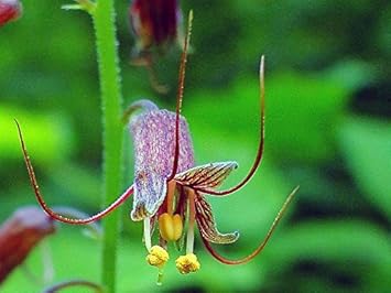 Mothers Menziesii Flower Seeds for Planting - 100 pcs for planting in your garden.