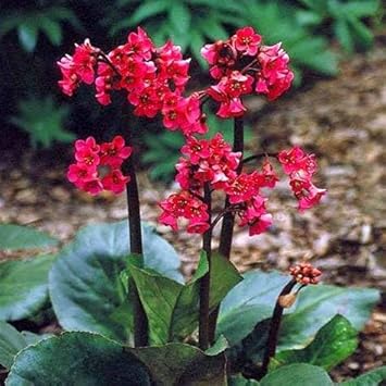 Red Bergenia Cordifolia Flower Seeds for Planting - 100 pcs