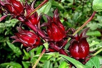 Roselle Flower Seeds for Planting - Non-GMO Heirloom Garden Seeds for Your Home Garden