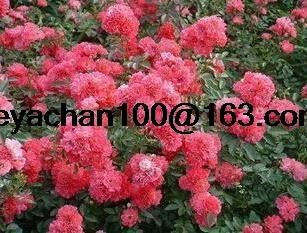 Pink Corymbia Ficifolia Flower Seeds 100 Pcs pcs