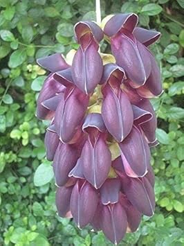 Endangered Jade Flower Seeds - 100 pcs