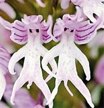 Purple Pyramid Monkey Orchid flower seeds – heirloom, non-GMO seeds for planting
