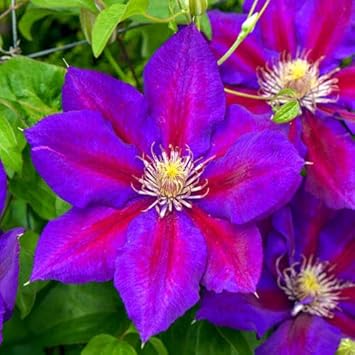 Red Purple Clematis Flower Seeds – Heirloom Non-GMO Vining Blooms for Garden Planting