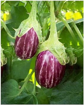 Purple White Eggplant Seeds for Planting - 100 Pcs pcs