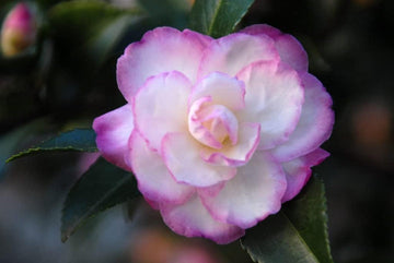 White Purple Camellia Flower Seeds – Non-GMO, Perfect for Garden Planting