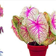 Caladium Mixed Colour Leaf Seeds for Planting NON GMO Seeds