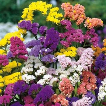 Limonium Flower Seeds Heirloom Non GMO Planting - 100 pcs for planting in home garden