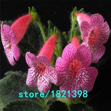 Pink Kohleria Flower Seeds for Planting - 100 pcs