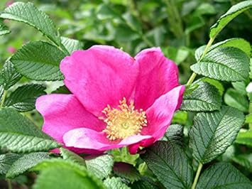Pink Rugosa Rose Plant Seeds for Planting Non-GMO Heirloom Garden Seeds for Growing Beautiful Roses