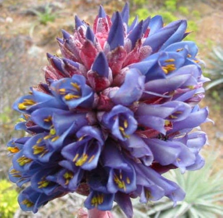 Blue Puya Venusta Heirloom Non-GMO Plant Seeds ƒ?? Exotic Flower Seeds for Garden Planting for planting in your garden.