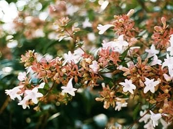 Multi-Colored Abelia Flower Seeds for Planting -Heirloom Seeds,Ideal for Home Gardens
