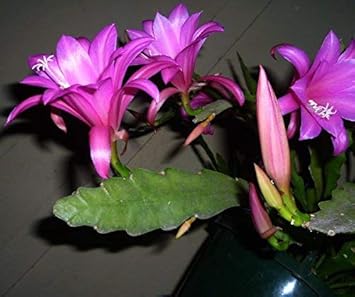 Pink Epiphyllum Flower Seeds for Planting ƒ?? Organic, Heirloom, Non-GMO Orchid Cactus Seeds
