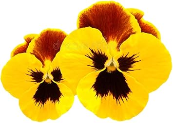 Pansy Flower Seeds Yellow for Planting - NON GMO Seeds
