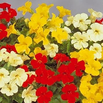 Mimulus Luteus Flower Seeds for Planting - 100 pcs