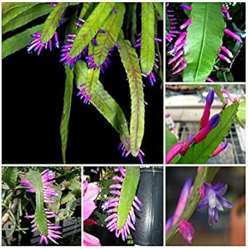 Green Wittia Amazonica Plant Seeds for Planting - NON GMO Seeds
