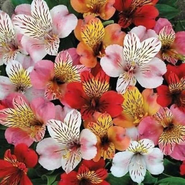 Mixed Di Giglio Flower Seeds for Planting - NON GMO Seeds