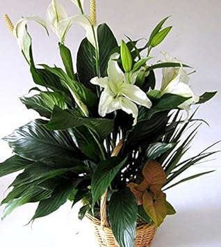 Green Spathiphyllum Plant Seeds for Planting - 100 pcs