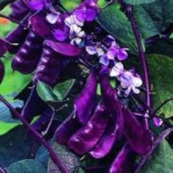 Purple Bean Vegetable Seeds for Planting - 100 Pcs pcs