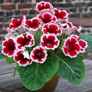 Red & White Gloxinia Heirloom Non-GMO Seeds for Planting