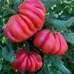 Thick Pink Tomato Solanum lycopersicum seeds for garden planting