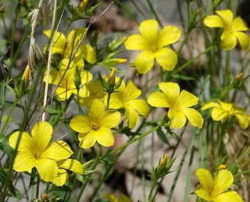 Yellow Flax Hybrid Flower Seeds for Planting - 100 pcs