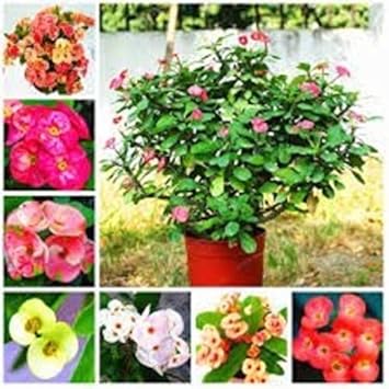 Mixed Euphorbia Milii Hybrid Flower Seeds for Planting - NON GMO Seeds