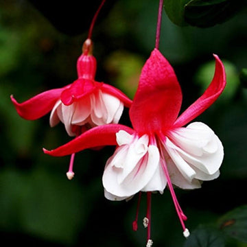Heirloom Non-GMO Red White Fuchsia Flower Seeds for Planting – Vibrant Blooms for Home Garden