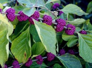 Purple Callicarpa fruit seeds