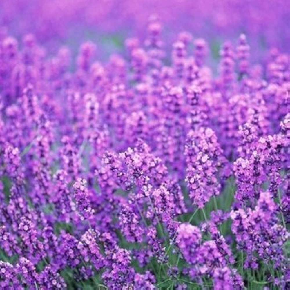 Heirloom Non-GMO Provence Lavender Flower Seeds ƒ?? Pink Blooms for Planting for planting in your garden.