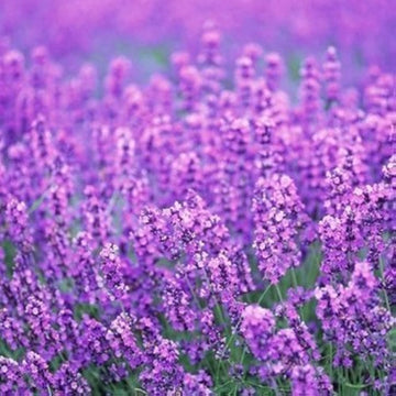 Heirloom Non-GMO Provence Lavender Flower Seeds ƒ?? Pink Blooms for Planting