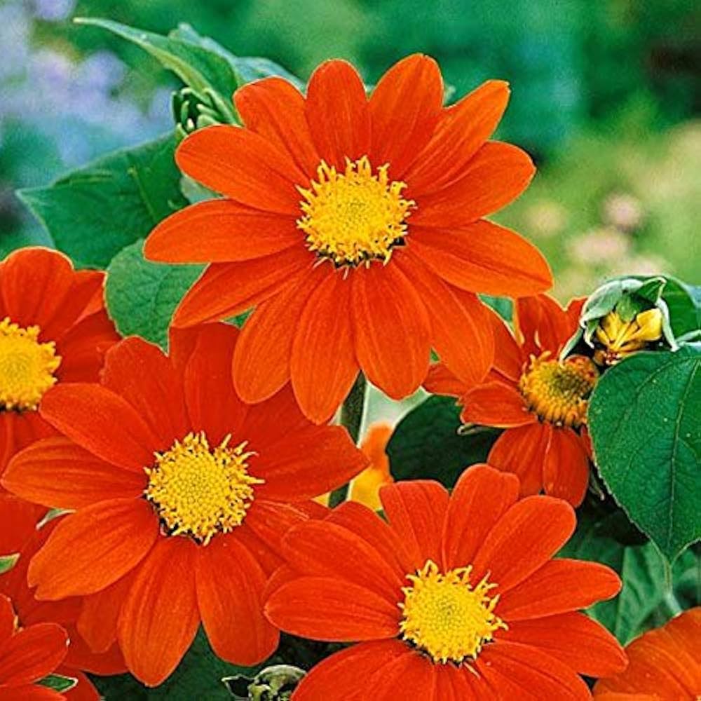 Orange Tithonia Flower Seeds for Planting - 100 pcs for planting in your garden.