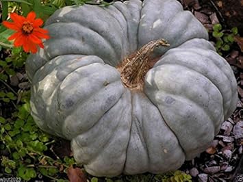 Gray Triamble Pumpkin Vegetable Seeds for Planting, heirloom & Non-GMO Seeds